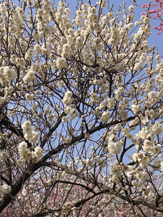 盛开的玉兰花树