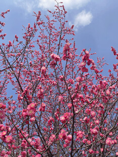 蓝天映衬下的艳丽桃花
