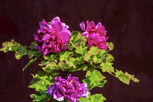 娇艳绽放的紫色牡丹花