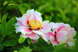 娇艳盛开的两朵粉色牡丹花