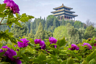 繁花簇拥下的古典楼阁