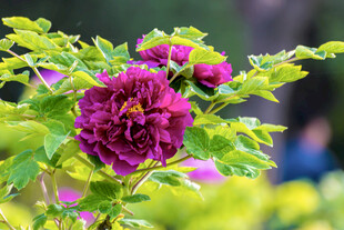 娇艳盛开的紫色牡丹花