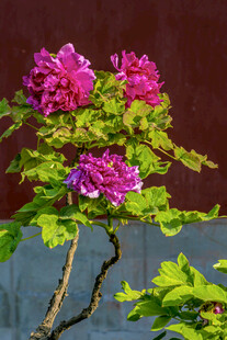 娇艳绽放的紫色牡丹花