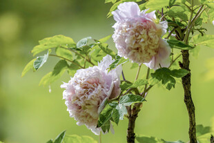 两朵盛开的粉色蔷薇花