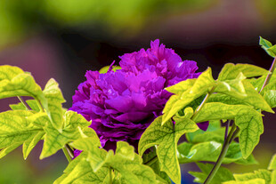 紫色牡丹与翠绿叶片