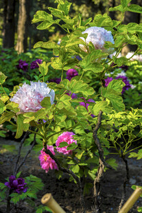 多彩花卉绽放于绿意间