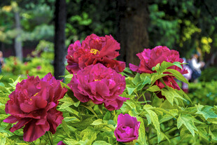 娇艳盛开的红牡丹