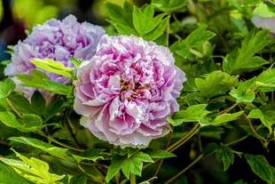 娇艳紫牡丹绽放绿叶间