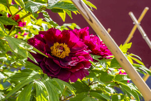 娇艳盛开的深红色牡丹花