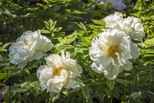 白牡丹绽放于绿叶间