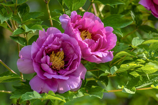 娇艳盛开的两朵紫牡丹花