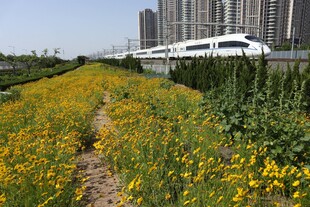 田野黄花旁的高速列车