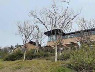郊外现代建筑与枯树景观