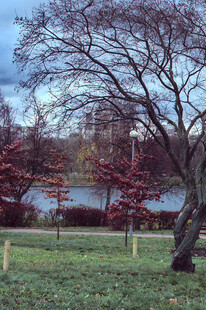 秋日公园湖畔树木景致