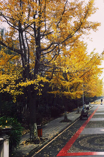 秋日银杏路旁的美丽景致