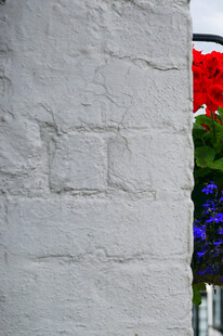 白色砖墙旁的多彩花卉