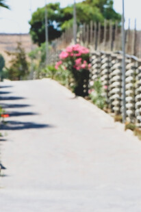 乡村小径旁的绚烂花丛