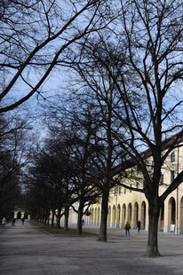 冬日街道旁的树木与建筑