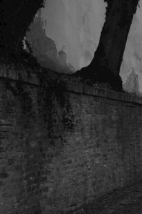 古老砖墙与繁茂藤蔓