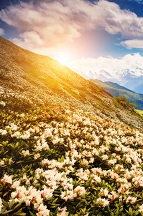山间繁花绽放的美丽景致