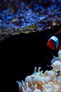 小丑鱼在海葵旁游动