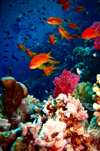 海底缤纷珊瑚与游动小鱼