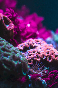 绚丽多彩的海底珊瑚景观