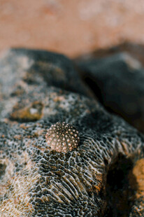 岩石上的小海螺