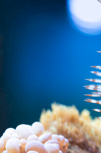 多彩海底珊瑚特写