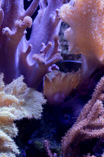 多彩海底珊瑚景观