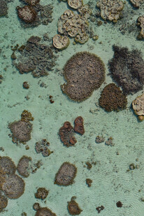 绿色背景上的多样菌类