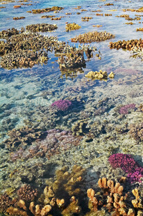 海底多彩珊瑚景观