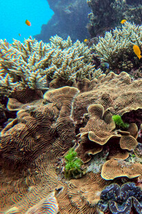 海底多彩珊瑚景观