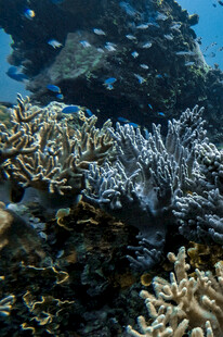 海底多彩珊瑚景观