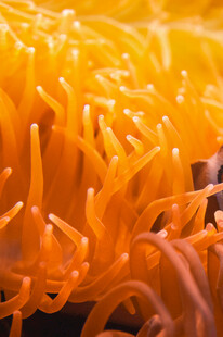 橙色海葵特写