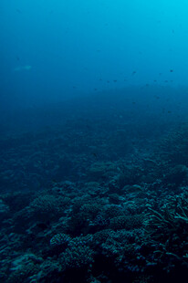 深海中的神秘海底景象