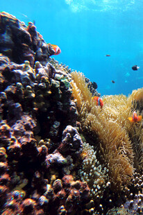 海底多彩珊瑚与游动小鱼