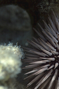 海胆特写
