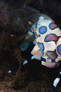 色彩斑斓的海底奇异鱼类