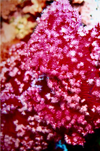 艳丽粉色珊瑚特写