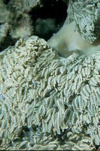 微观下的奇异晶体结构