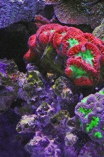 绚丽多彩的海底珊瑚景观