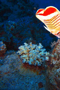 海底艳丽鱼类与珊瑚景观