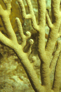 美丽的黄色珊瑚特写