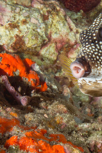海底多彩珊瑚与奇特鱼类