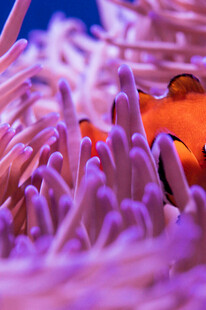 藏身海葵的可爱小丑鱼