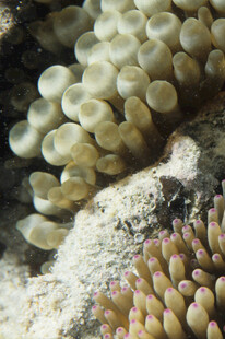 多彩海葵海洋奇妙生物