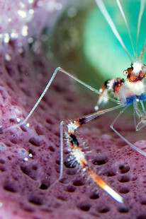 微距下的彩色小虾