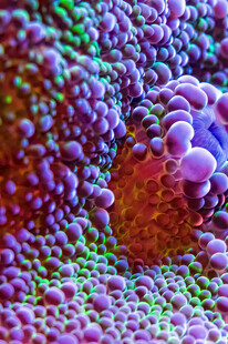 多彩微观细胞结构画面