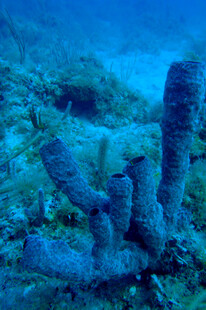 海底美丽的珊瑚景观